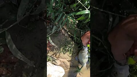 Personal Best white bass in the Great Miami River