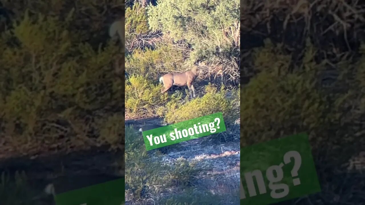 Big Desert Mule Deer working tree. #muledeer