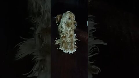 #dogshow , #animals , #dogs , #shorts