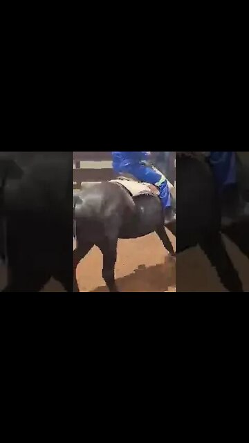 Registered Fresian mares for sale