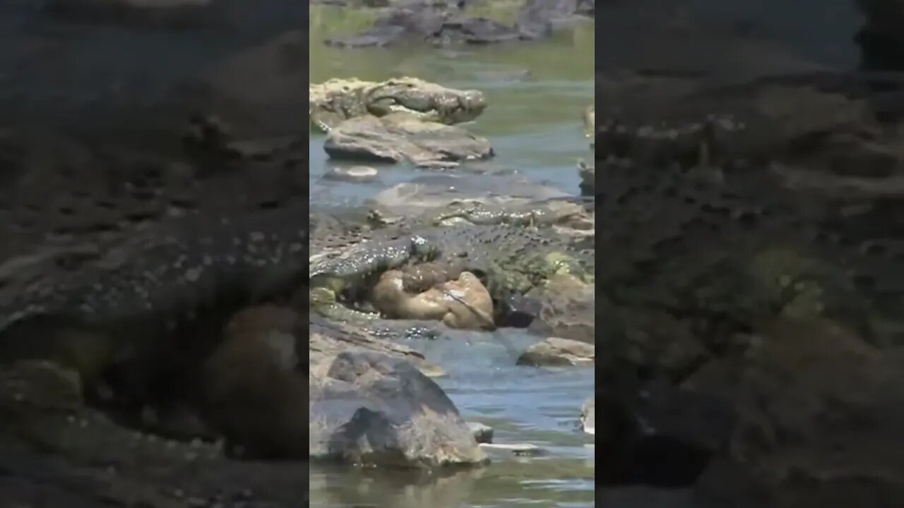 A travessia do Rio Masai Mara na Tanzãnia reserva muitas surpresas