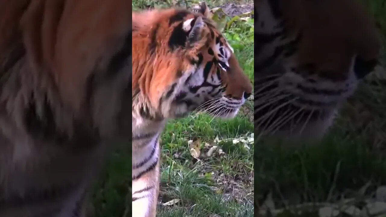 A incrível força do Tigre
