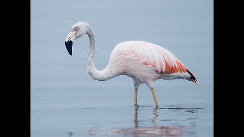 5 Fun Facts About The Chilean Flamingo