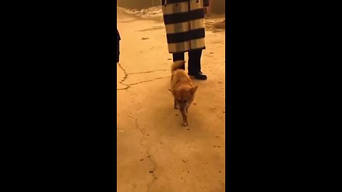 Cute funny dog