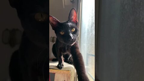 Black Kitty Stares Right Into Your Soul And Steals Your Heart