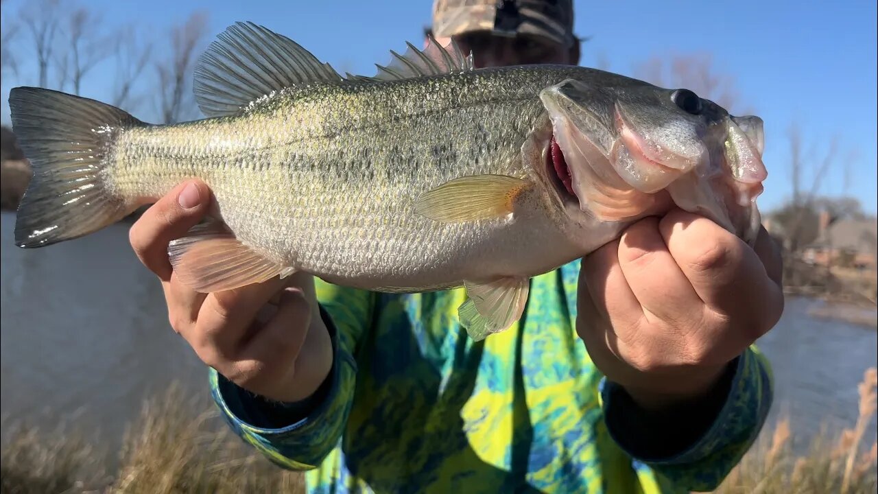 Fat Jerkbait Bass