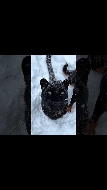 Let it snow ❄️🐾