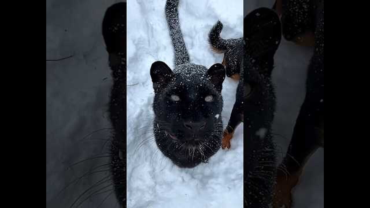 Let it snow ❄️🐾