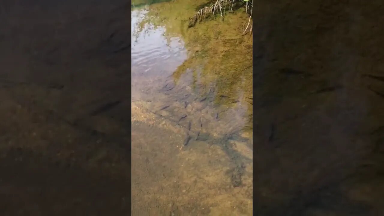 Small fish swimming in the river #small #fish #river