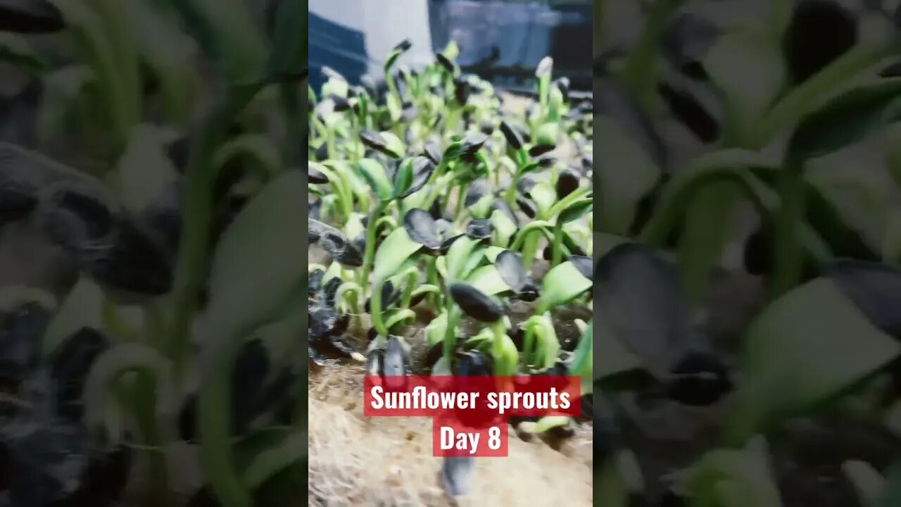 Sunflower sprouts after 8 days -nutrient dense packed with flavour