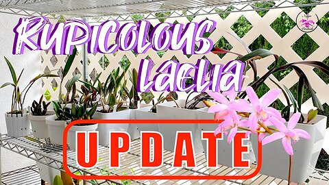 Rupicolous Laelia Update | New Growths | Winter Care Tips | Watering Advice #ninjaorchids