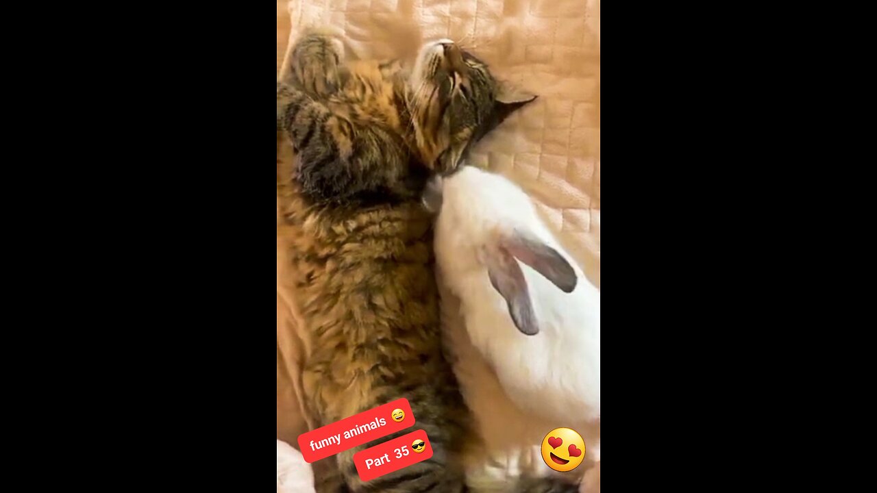 Funny animals part 35 😊 | cute sleep of cat 🐈 and rabbit 🐇 | funny pets | funny videos