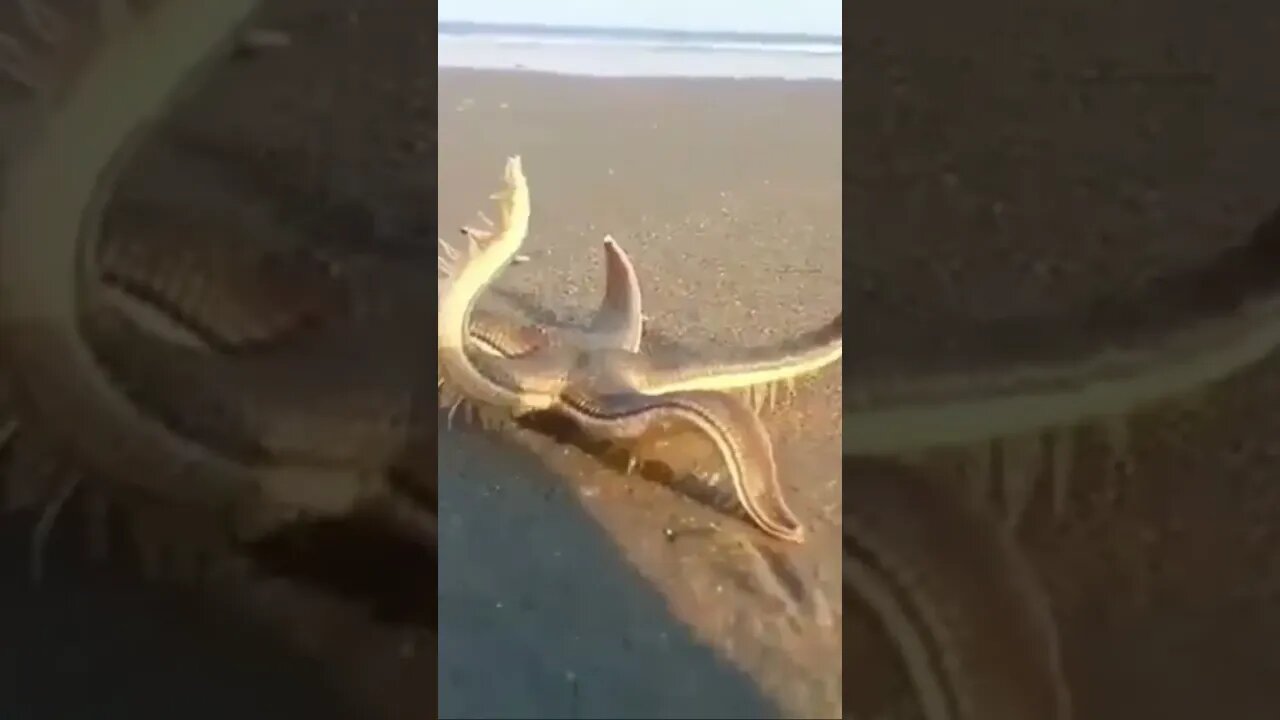 Watch a starfish walk ⭐️ | #star #starfish #beach #animal