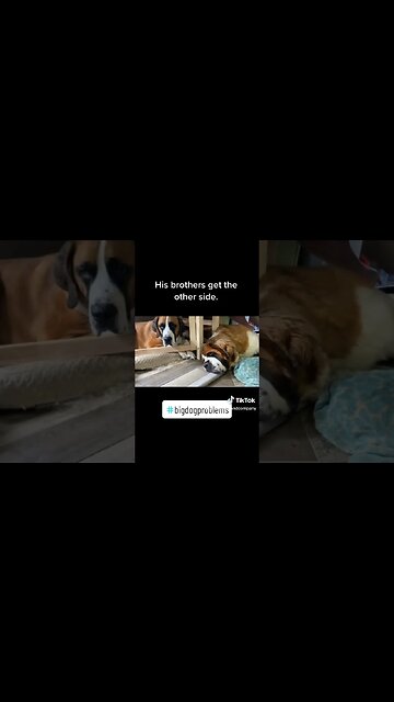 Big Dog Problems #problems #dog #dogs #cute #cuddle