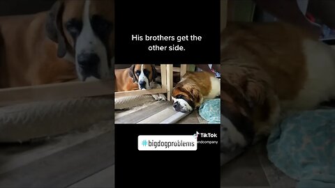 Big Dog Problems #problems #dog #dogs #cute #cuddle