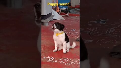 puppy sound😝😂