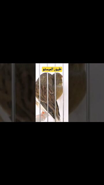 طيور الميستو الكناري روعة