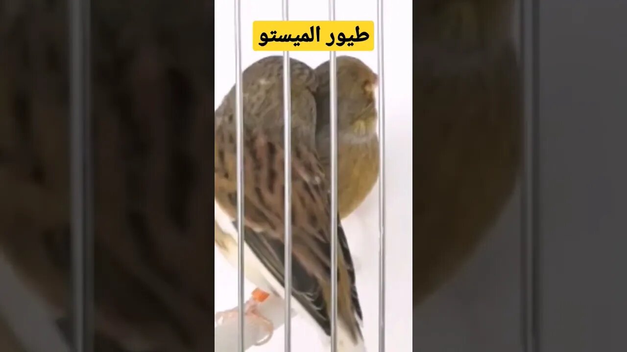 طيور الميستو الكناري روعة