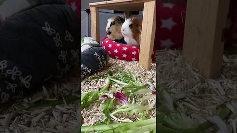 Guinea pig nonsense