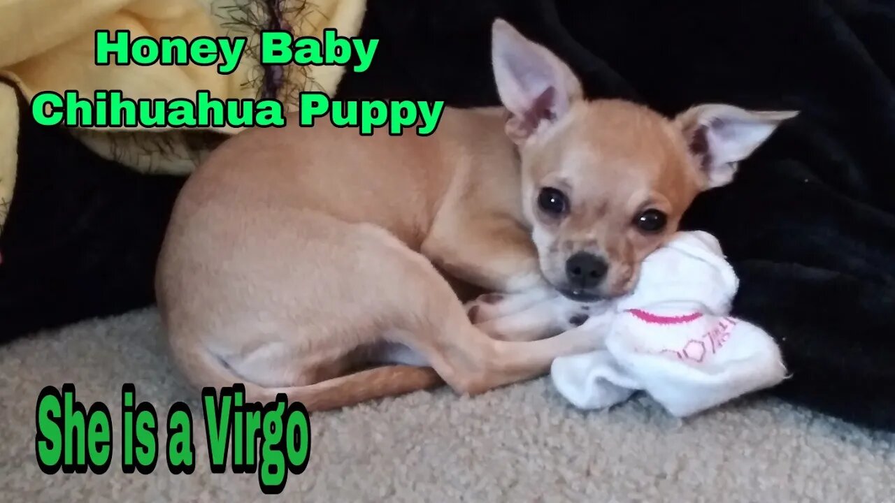 Honey Baby Chihuahua puppy January 30 2023