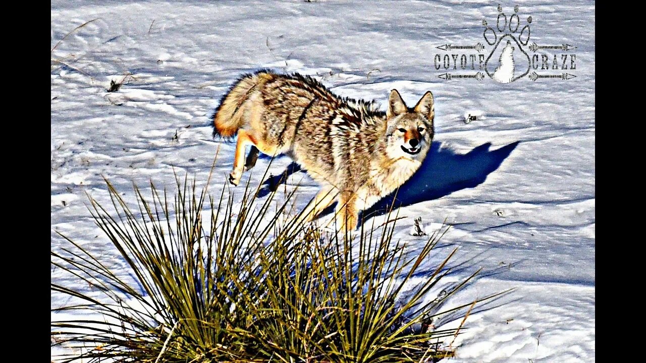 Late Season Coyote Tactics and a Kansas Triple! The Last Stand, S2-E9