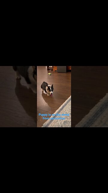 #pets #puppies #dog #herding #heeler #corgi #beef #shorts #short #queen #texas