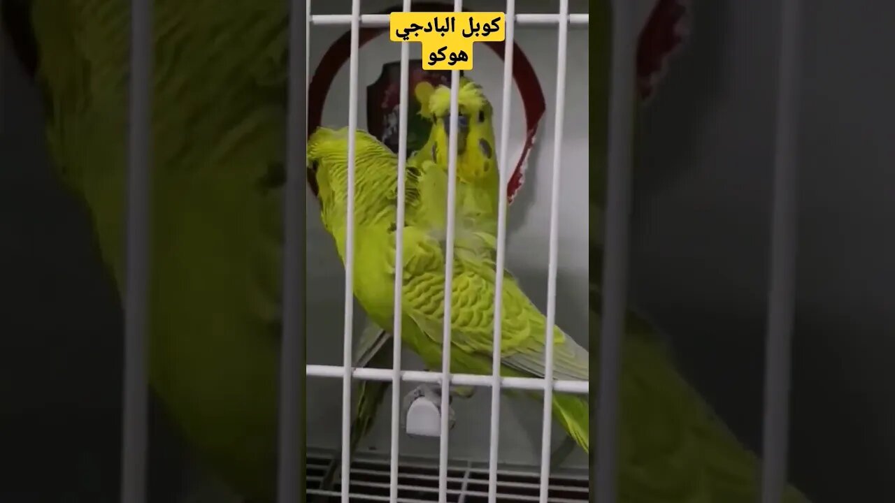 مسابقة أحسن طائر بيروش هوكو بورطو كلير روعة