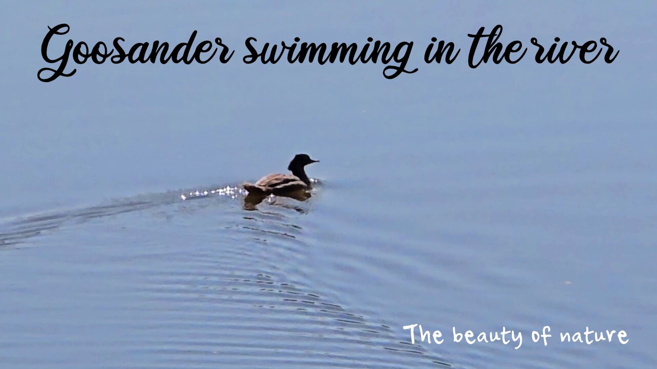 Goosander female swimming in the river / beautiful water bird in the river.