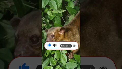 Kinkajou