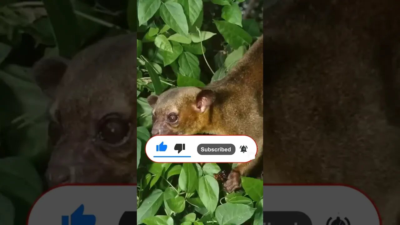 Kinkajou