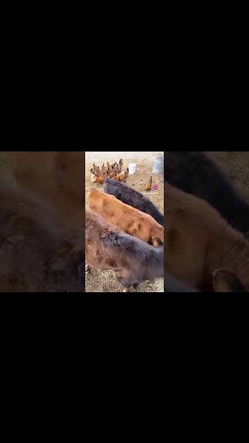 3 cows, 4 goats, 3 dogs, 50 chickens… What other kind of animal should we have?