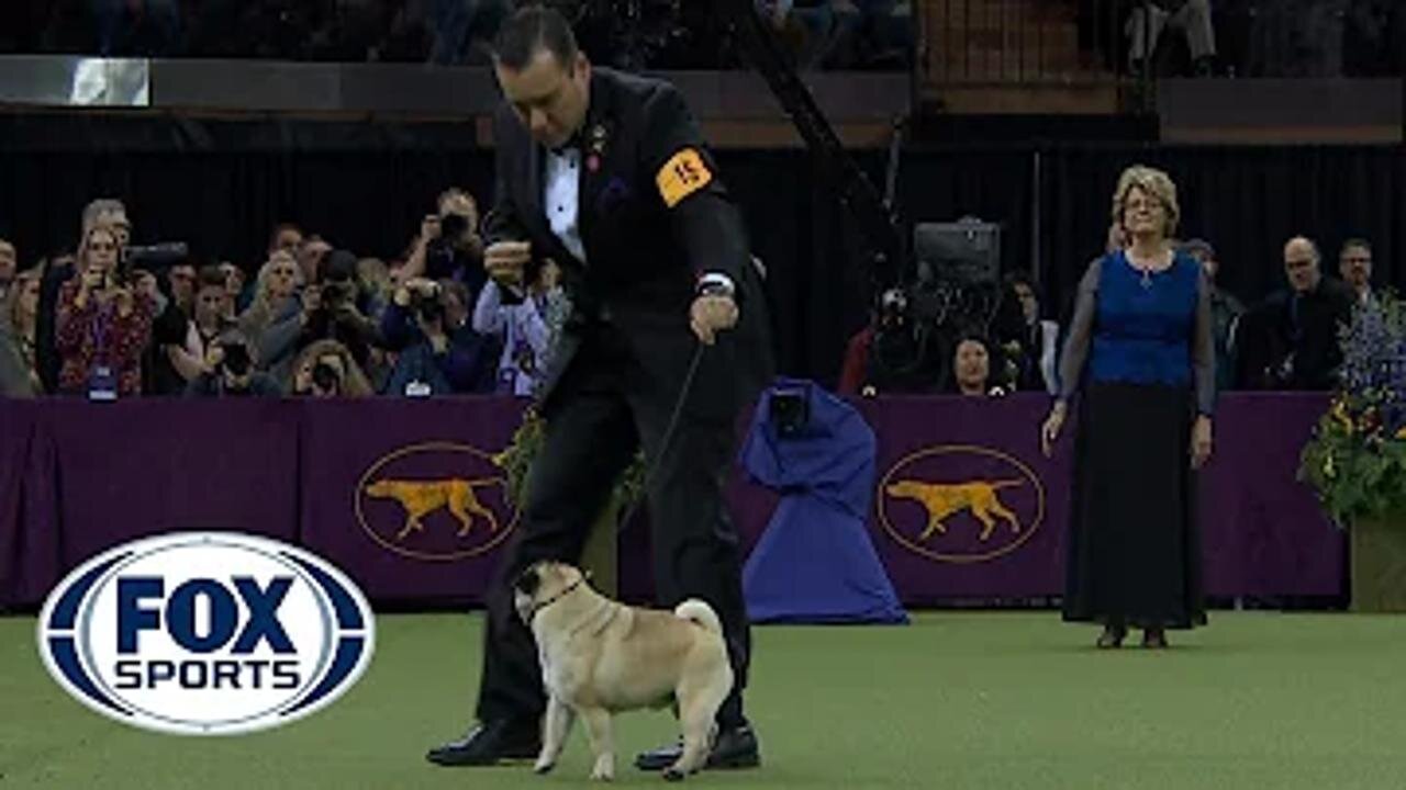 Best in Show Ceremony | WESTMINSTER DOG SHOW (2018) | FOX SPORTS