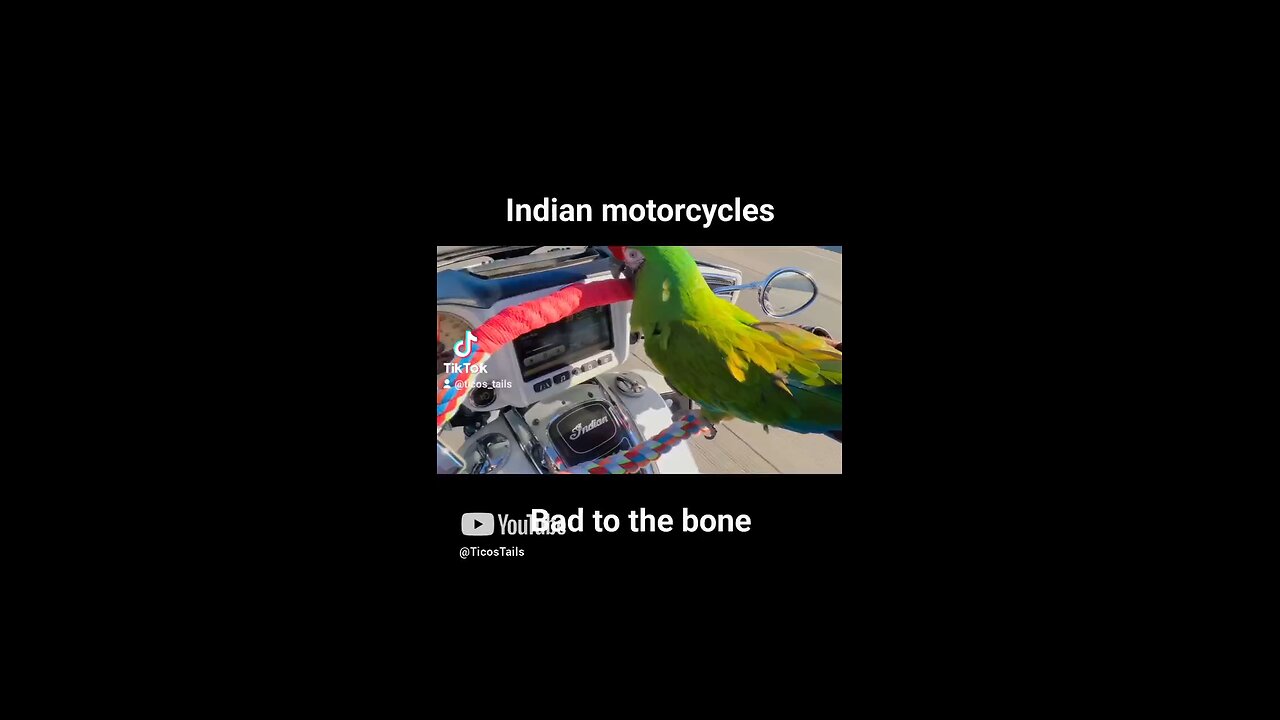 Tico bikerbird. Just a bird on his bike. Indian Roadmaster