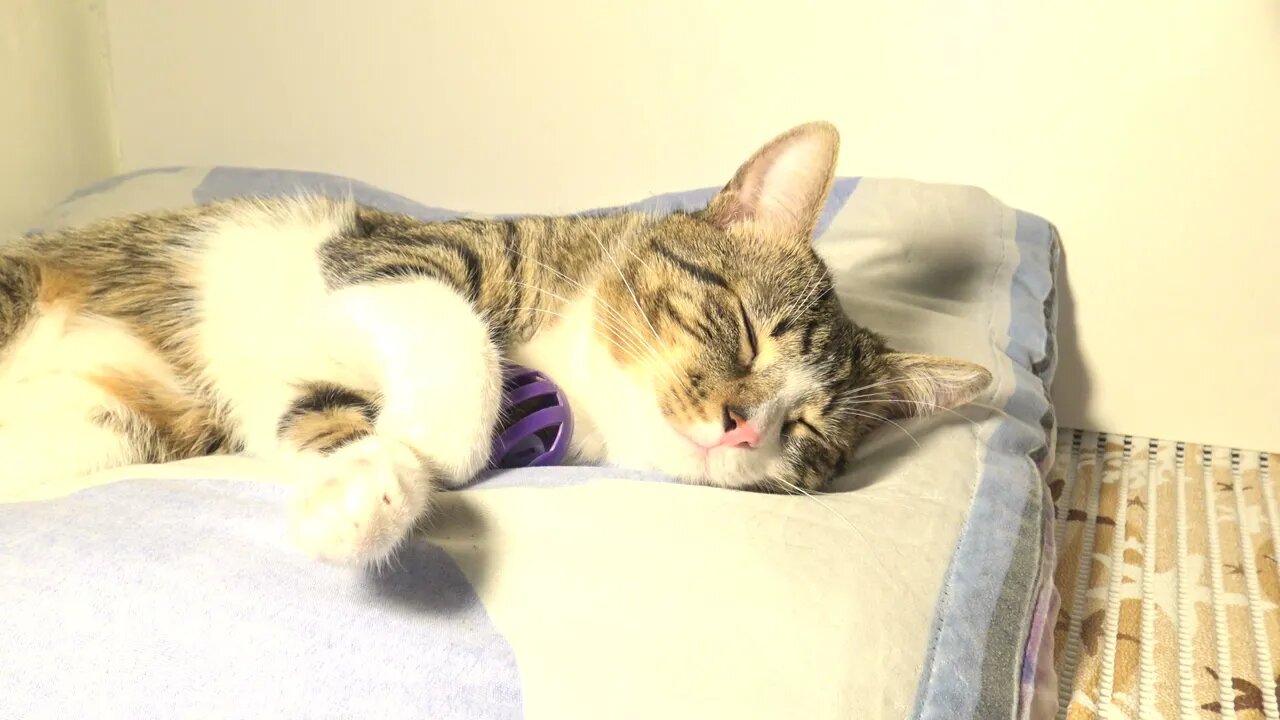 Sleeping Cat Guards His Toy