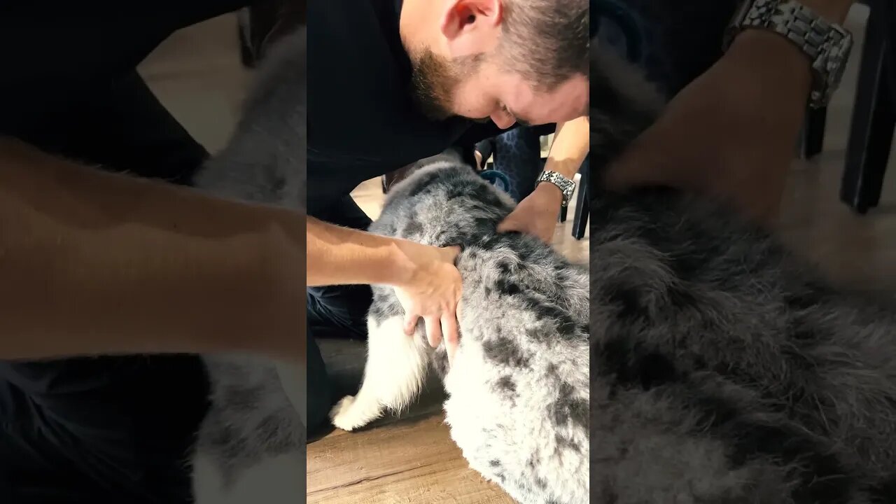 Irritated Rib on Dog during Chiropractic Adjustment