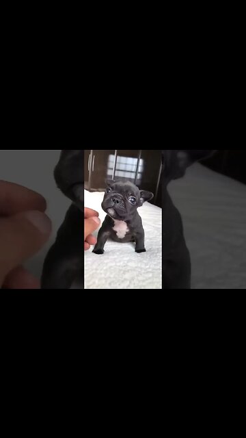 Puppy sound #shorts #puppy #dog