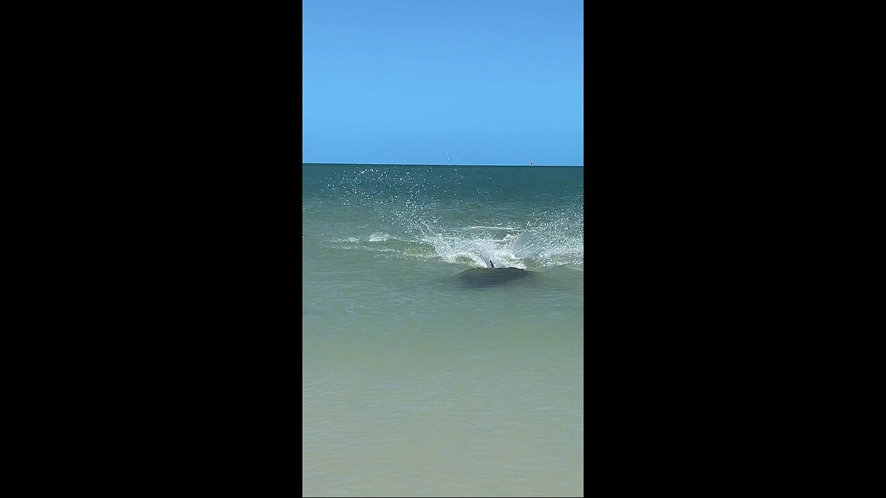 Livestream Replay | Incredible Dolphin Attack!