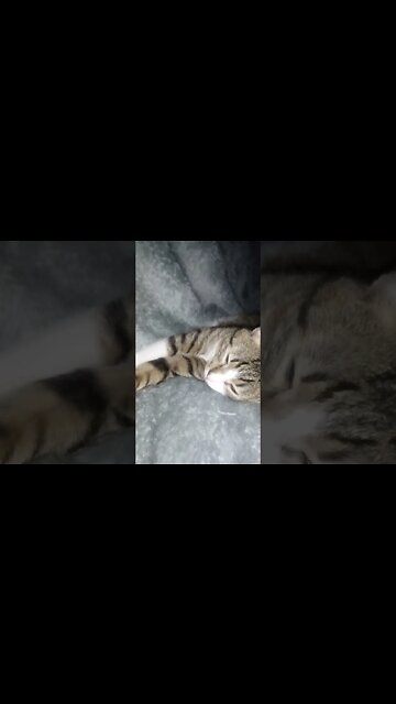 Cute Sleeping Cat #shorts