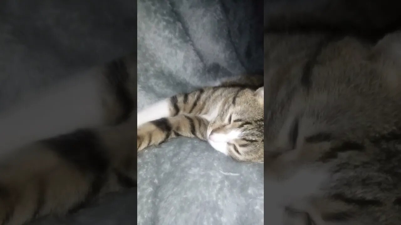 Cute Sleeping Cat #shorts