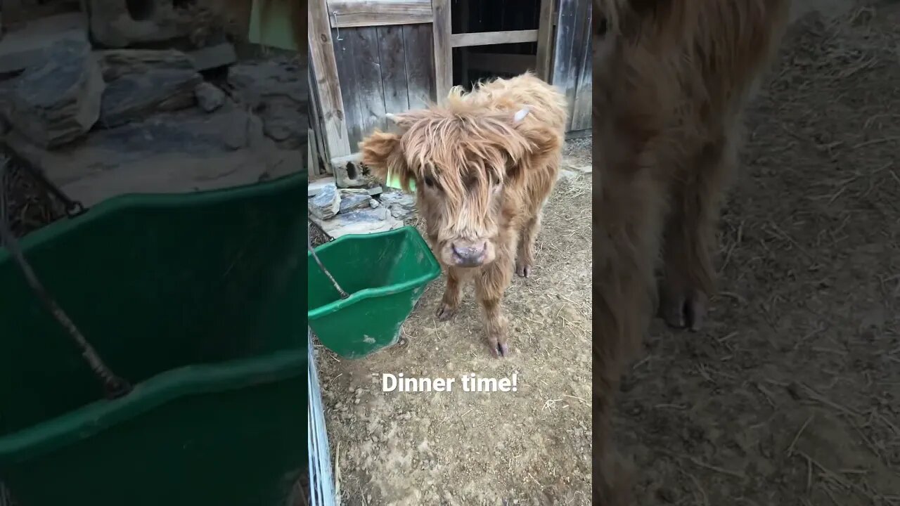 Scottish Highland dinner time #shorts