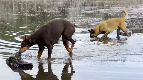 Watch a Belgian Malinois Carry HUGE Underwater Logs to Shore