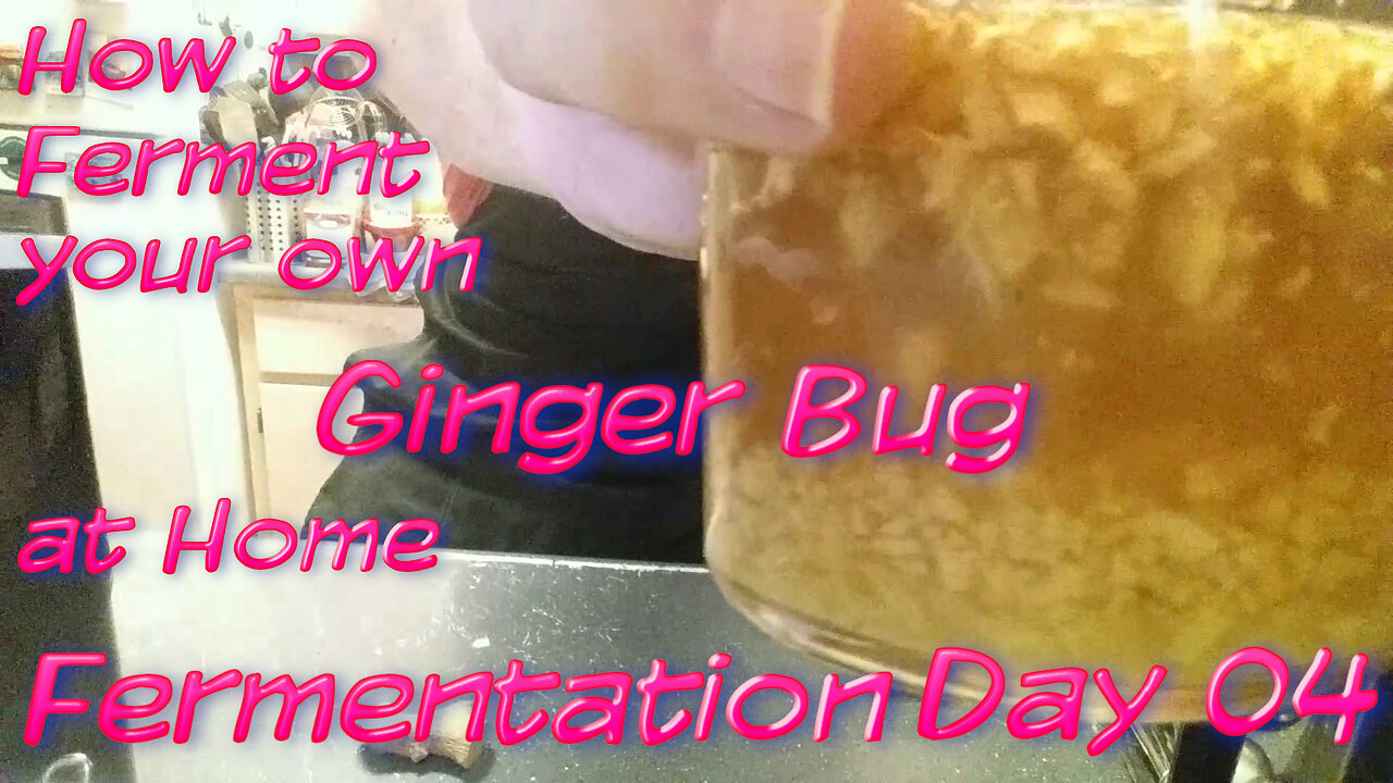 Our Ginger Bug is all grown up | Day 04 | We can make Ginger Ale Soon