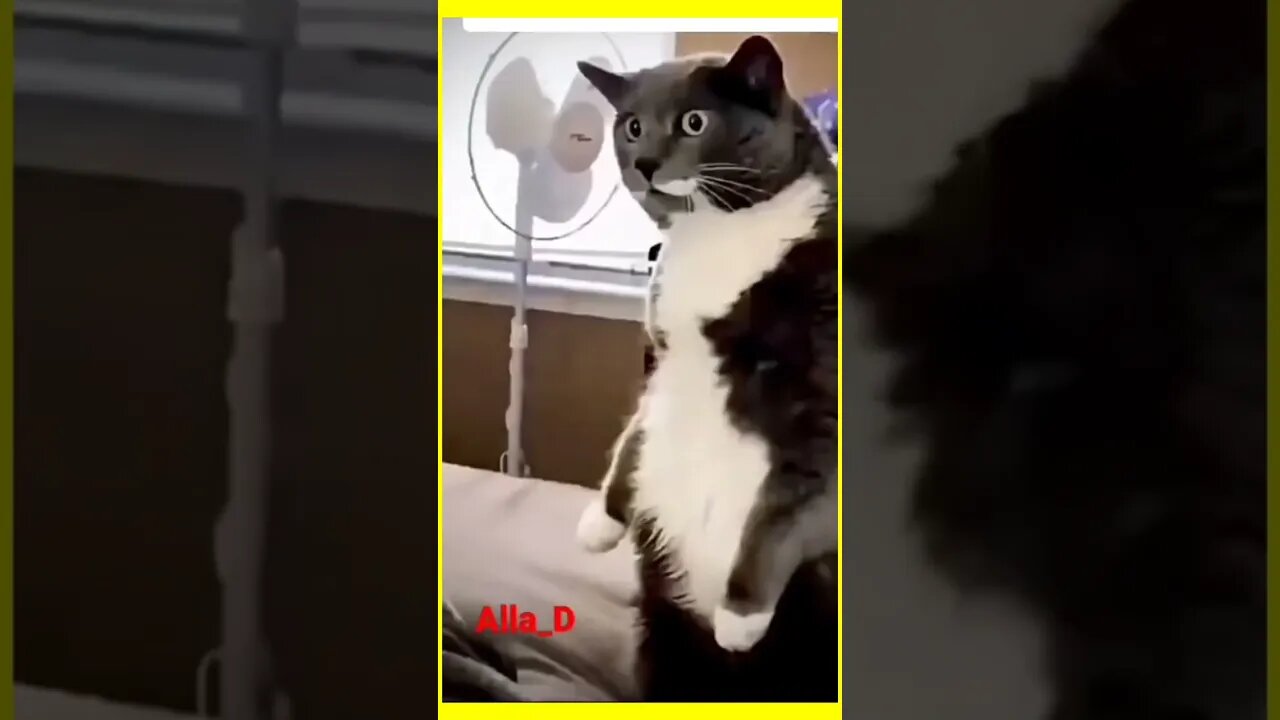 FUNNY ANIML RECTION VIDEO