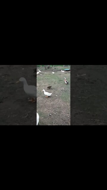 Wild duck in the paddock with my ducks today 4th February 2023