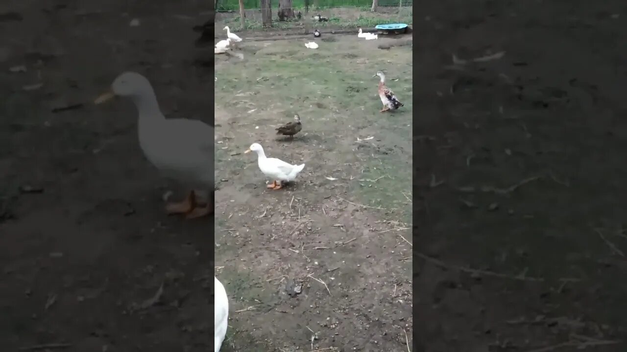 Wild duck in the paddock with my ducks today 4th February 2023