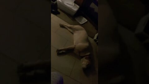 Good Night All. #dogs #dogslife #doglover #shortsvideo #shorts