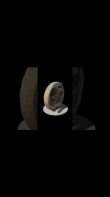 Found a beautiful fossil crab hiding in a rock ~12m years old #shorts #fossil #nz