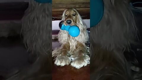 #pets, #doglife , #dogshow , #animals , #shorts