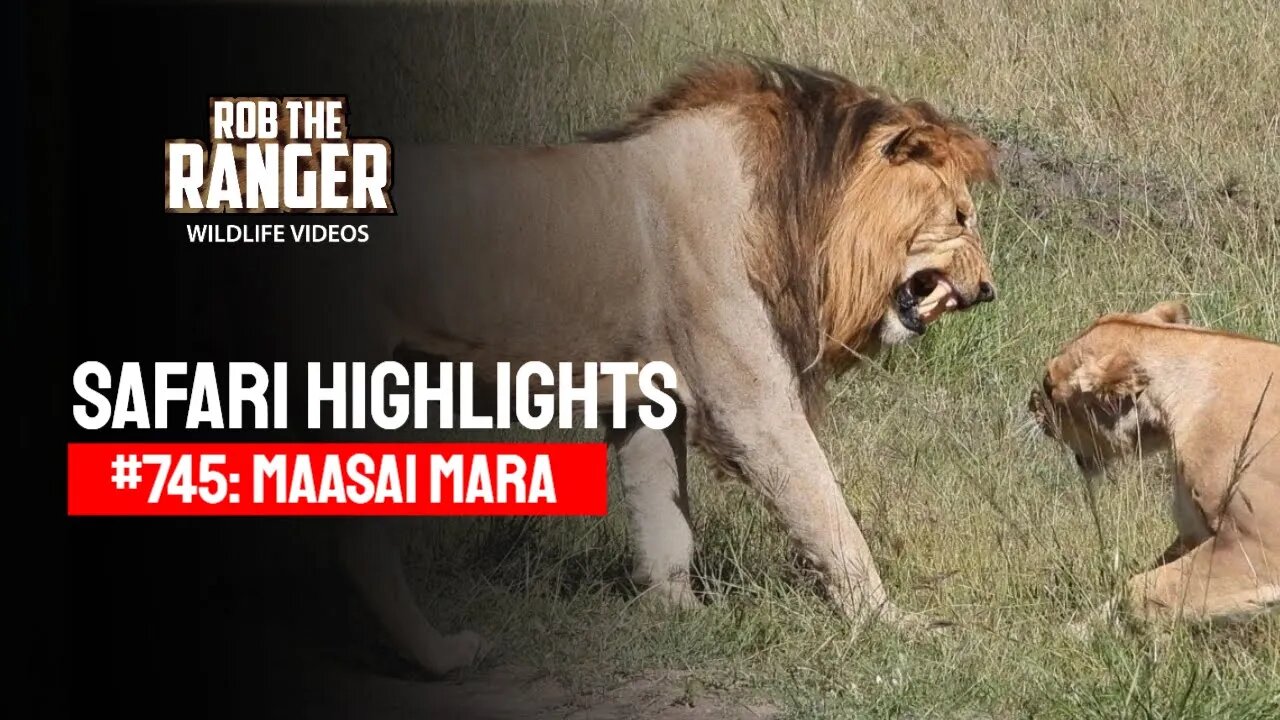 Safari Highlights #745: 28 January 2023 | Maasai Mara/Zebra Plains | Latest Wildlife Sightings