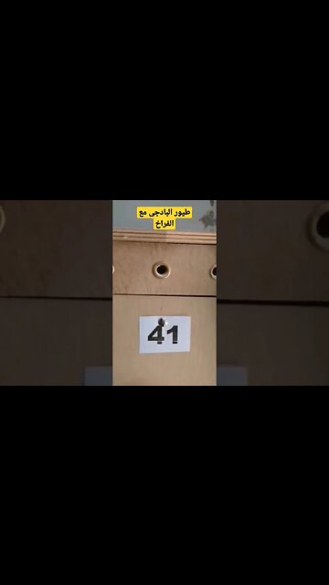 طيور البادجى مع فراخها كيوت